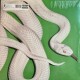 Deftones ‎- Private Music (LP - Limited Edition - Clear)