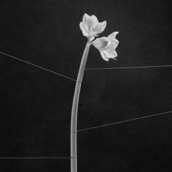 Trentemoller - Dreamweaver (LP - Crystal Clear)