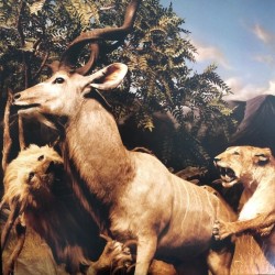 Interpol - Our Love To Admire (2xLP - Gatefold) Interpol - Our Love To Admire (2xLP - Gatefold)